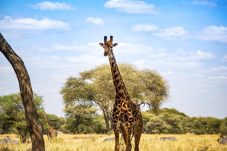 Five Exotic Animals You Should Watch Out For On Your Safari