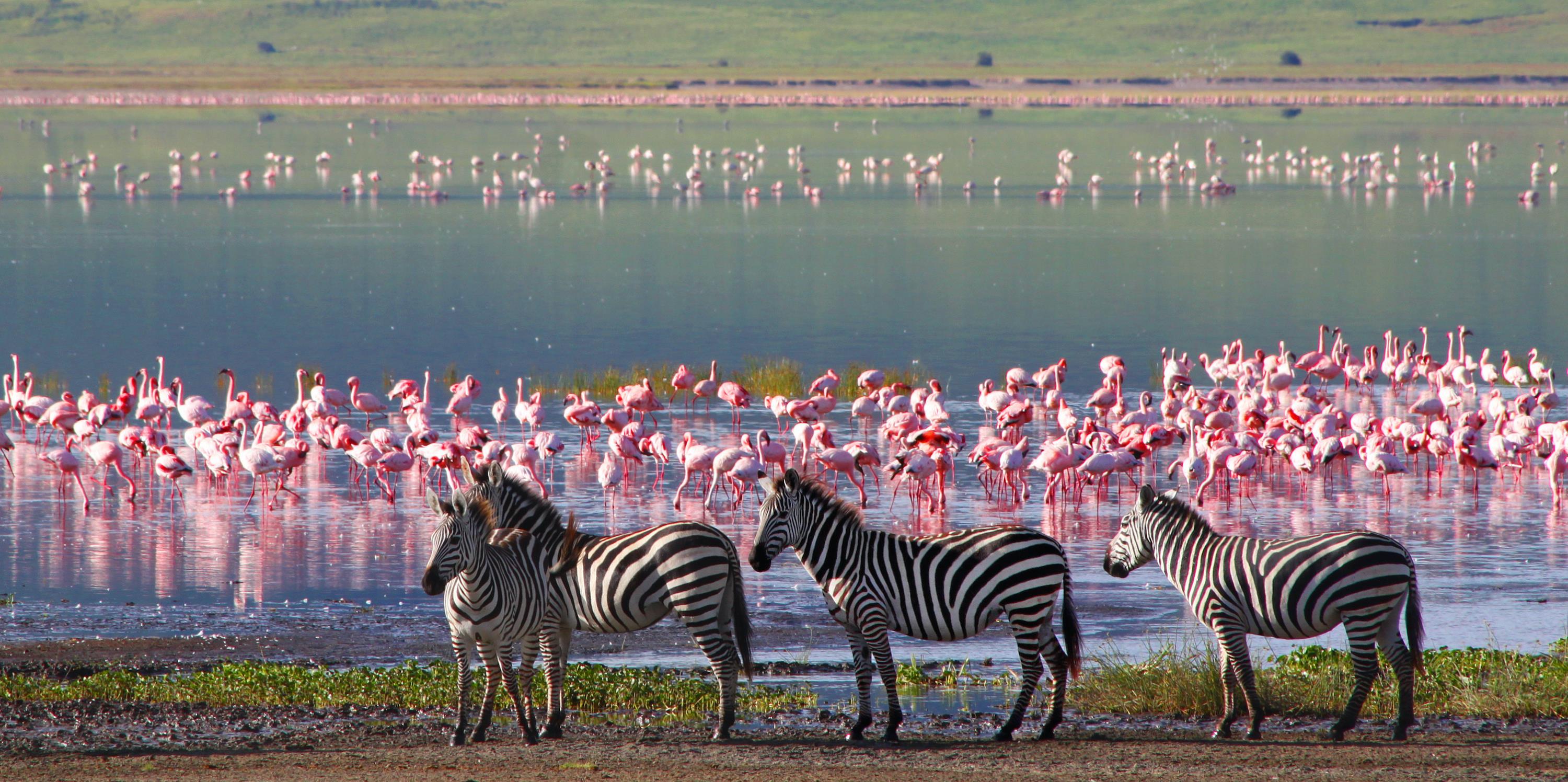 A Beginner's Guide on the Best Time of Year to Go on an African Safari